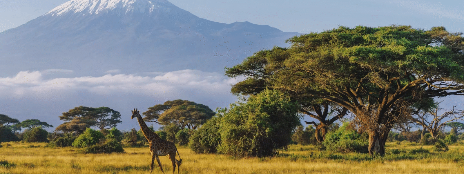 Africa