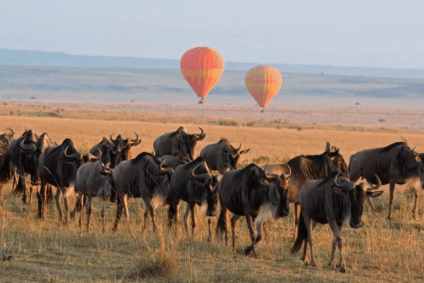 7 Days 6 Nights Maasai Mara, Lake Nakuru, Lake Naivasha