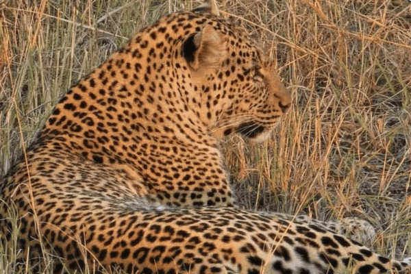 4 Day Safari Adventure in Tanzania Iconic Parks