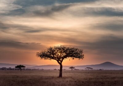 Africa Travel Adventures: Where Every Journey Becomes a Story