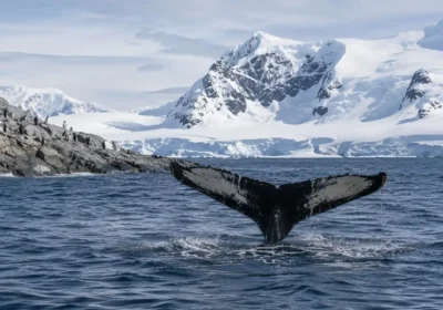 Best Time to Visit Antarctica: Whales, Penguins & Icebergs (2026)