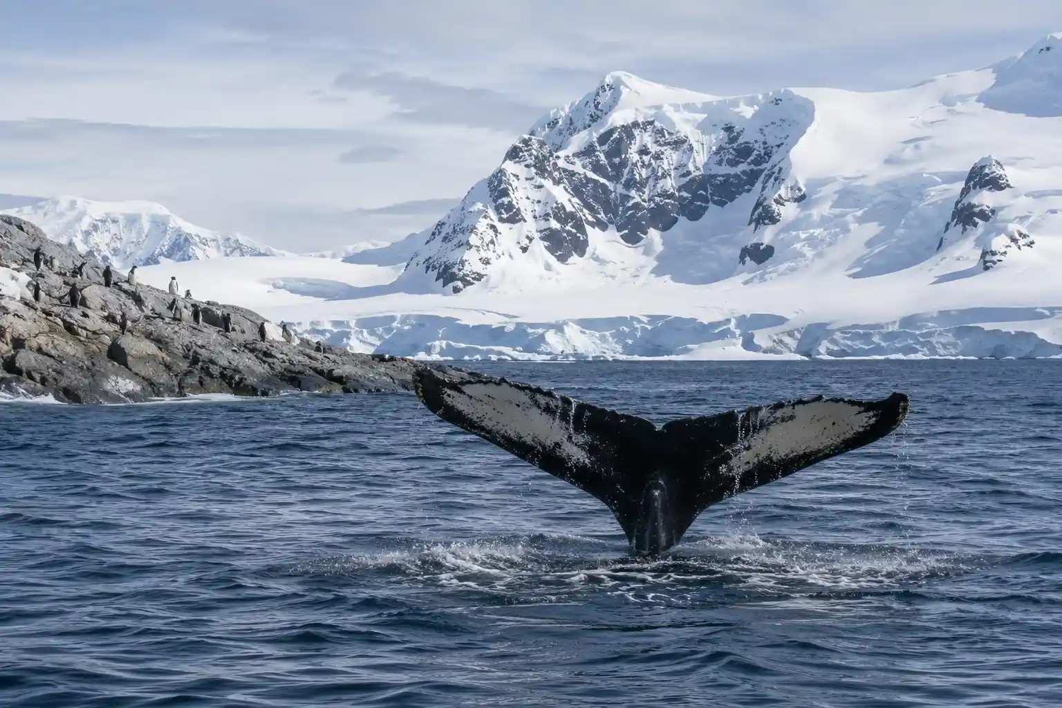 Best Time to Visit Antarctica Whales, Penguins & Icebergs (2026)