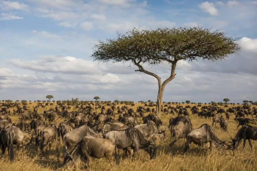 Serengeti vs. Masai Mara Which Safari is Better (2026 Guide)
