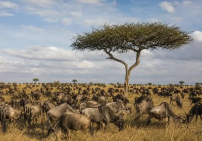 Serengeti vs. Masai Mara: Which Safari is Better? (2026 Guide)